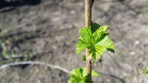 Close-up of fresh green plant