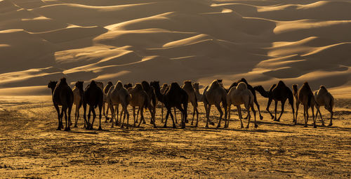 Group of people at beach during sunset