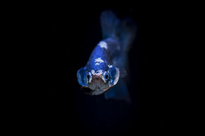 Fish swimming in sea