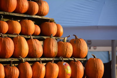 Full frame shot of pumpkins