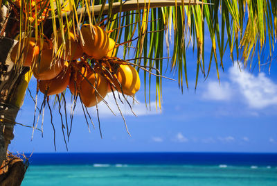 Cocos on the beach