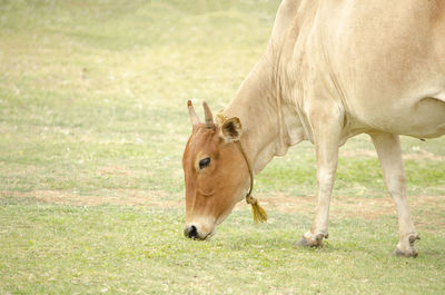 Horse in a field