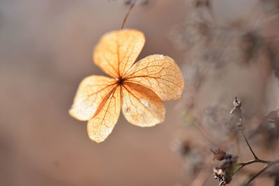 Close-up of wilted plant