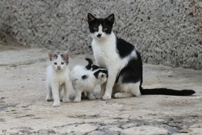 Portrait of two cats sitting