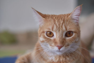 Close-up portrait of tabby cat