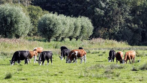 Cattle grazing on grassy field by trees