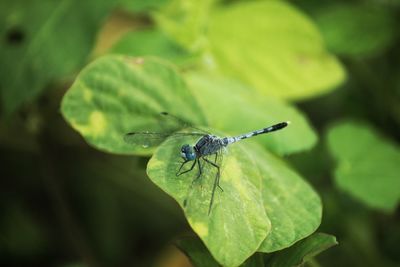 Close up of dragonfly perching on leaf