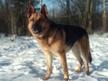 Dog standing on snow covered land