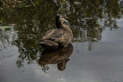Duck swimming in lake