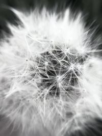 Close-up of dandelion on plant