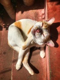 Close-up of cat relaxing outdoors