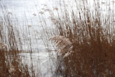 Close-up of bird on grass in lake during winter