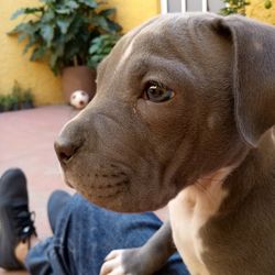 Close-up of dog