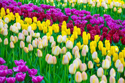 Close-up of multi colored tulips blooming outdoors