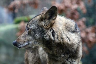 Close-up of a dog looking away