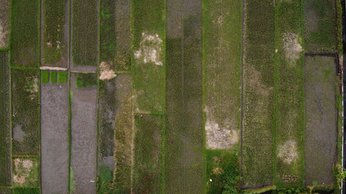 Full frame shot of plants on field