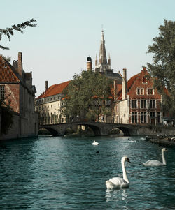 Swans in brugge river