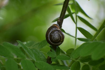 Close-up of snail on leaves