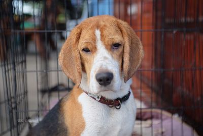 Close-up portrait of dog in cage