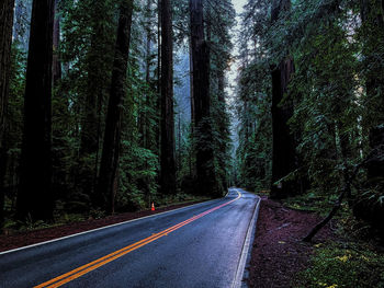 Road amidst trees in forest