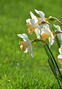 Close-up of white flowers