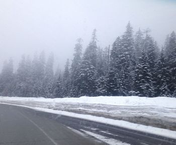 Snow covered trees in park