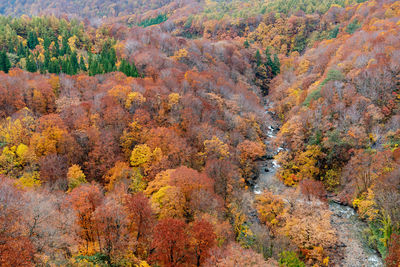 High angle view of trees in forest during autumn