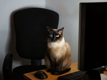 Portrait of a cat on desk