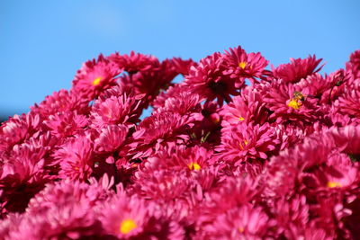 Close-up of pink flowering plants against clear sky