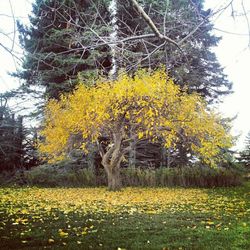 Yellow flowers growing on tree