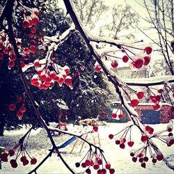 Close-up of heart shape on tree during winter