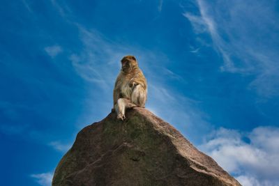 Alpha leader sitting on a rock. watching around what's going on. surrounded by a blue sky. 