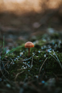 Close-up of mushroom growing on field