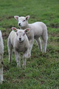 Portrait of sheep standing in a field