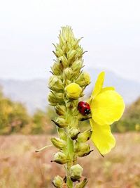 Close-up of insect on yellow flower