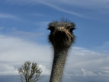 ostrich