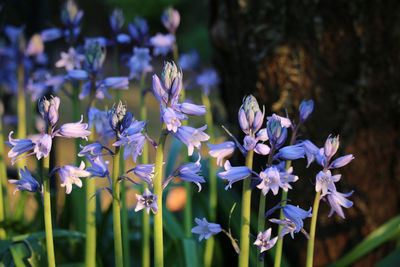 Close-up of purple flowering plants on field