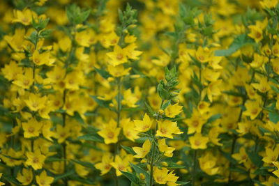 Close-up of fresh yellow flowering plants