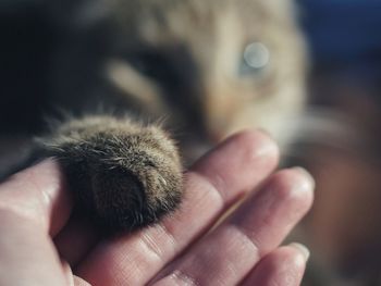 Close-up of hand holding cat paw 