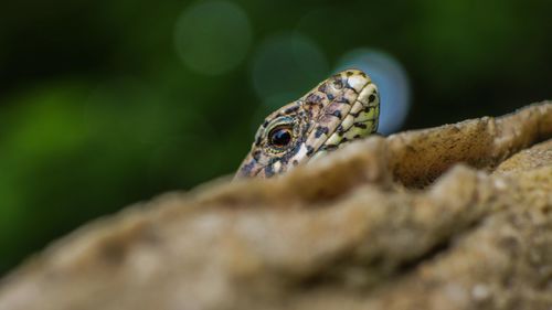 Close-up of lizard