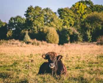 Animal sitting on field against trees