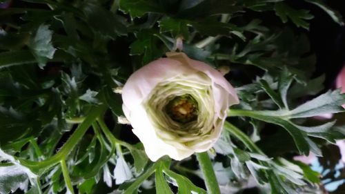 Close-up of flower blooming outdoors