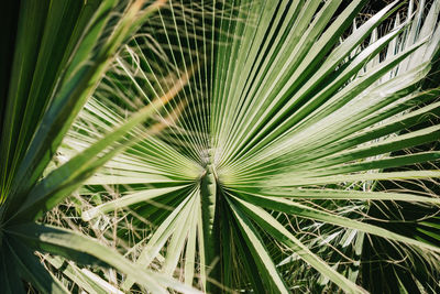 Full frame shot of palm tree