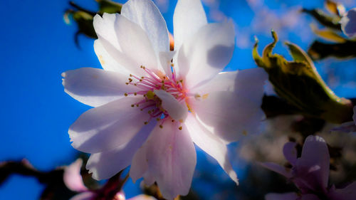 Close-up of cherry blossom