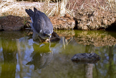 Duck in a lake