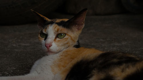 Close-up portrait of cat lying down