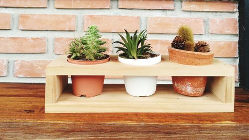 Potted plants on table against wall