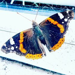 Close-up of butterfly