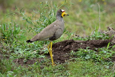 Bird perching on a field