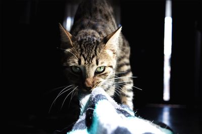 Portrait of cat with fabric in mouth at home